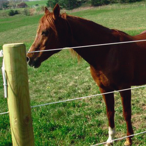 Horse Fencing