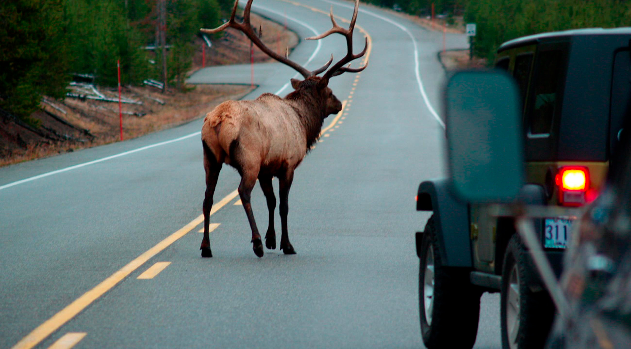 Deer Fencing