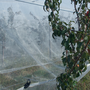 Support for Hail Nets