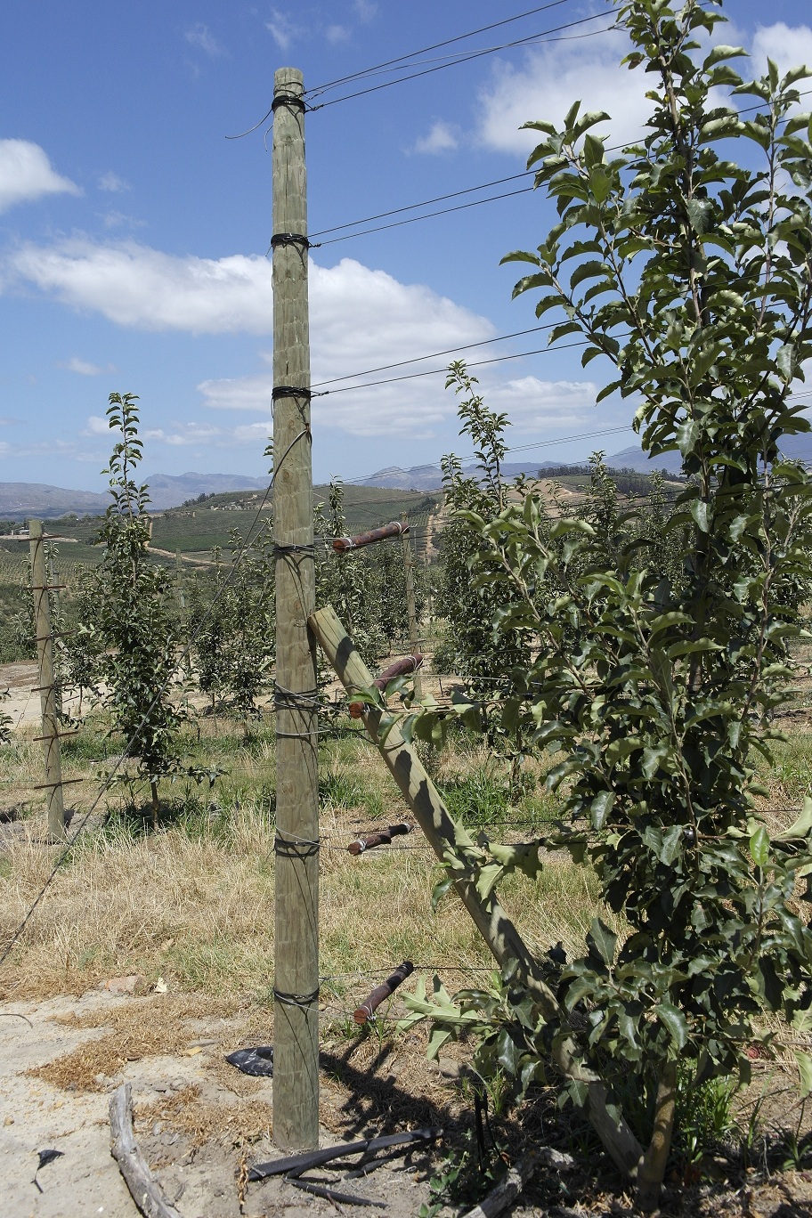 Apple trees